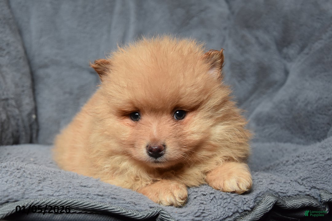 Pomeranian dogs for sale: Royal - Ad 1