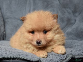 Pomeranian dogs Royal - Ad 16