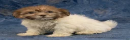 Havanese dogs for sale: Mia - Ad 4