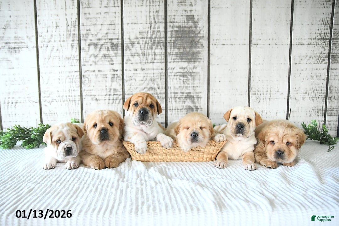 Mini Hippo dogs for sale: Delaney - Ad 3