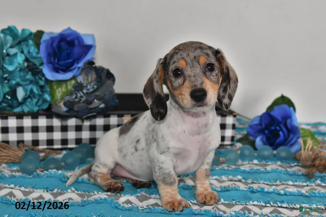Miniature Dachshund dogs for sale: Frankie - Ad 4