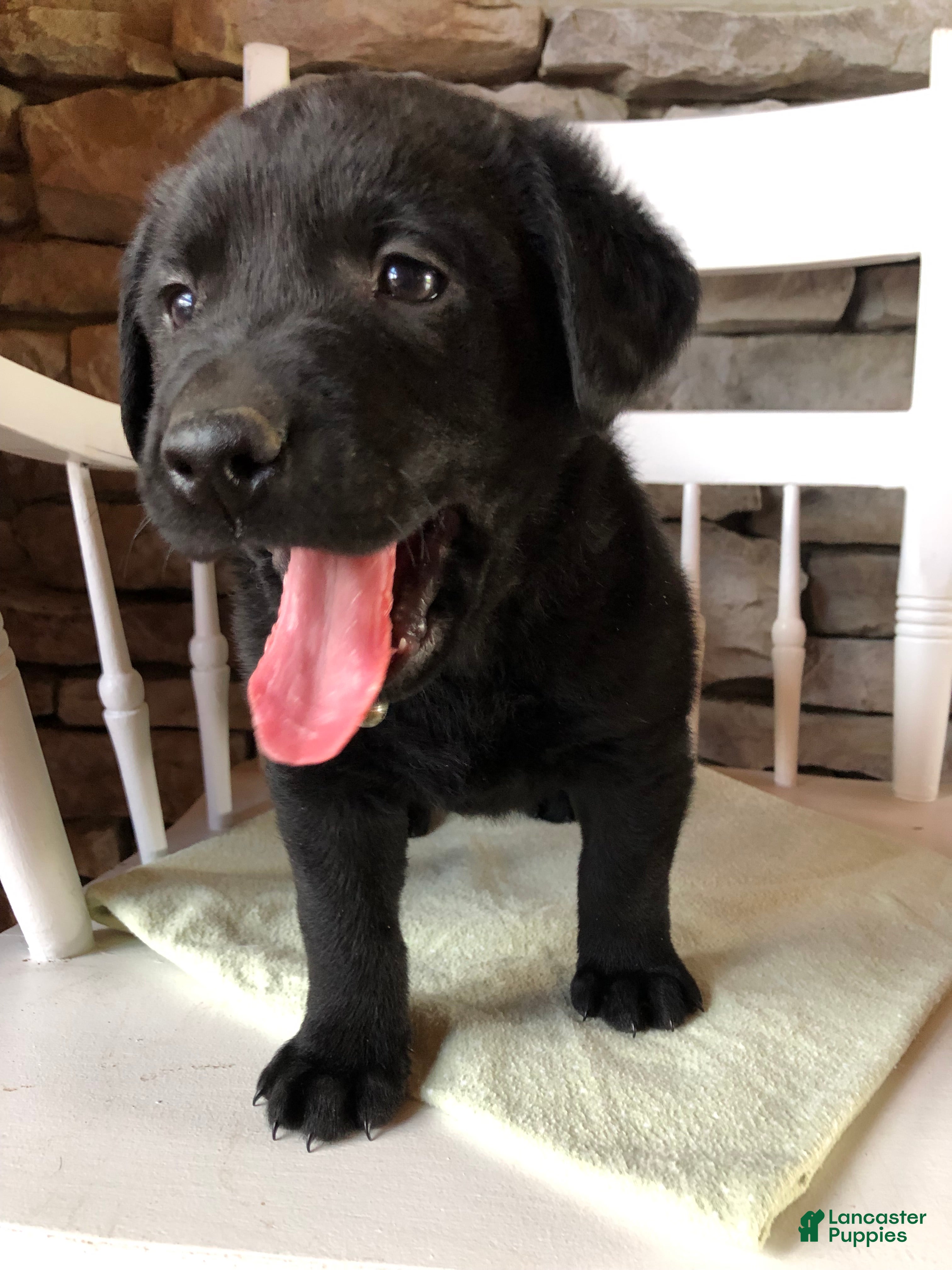 Labrador Retriever dogs Cowboy - Ad 2