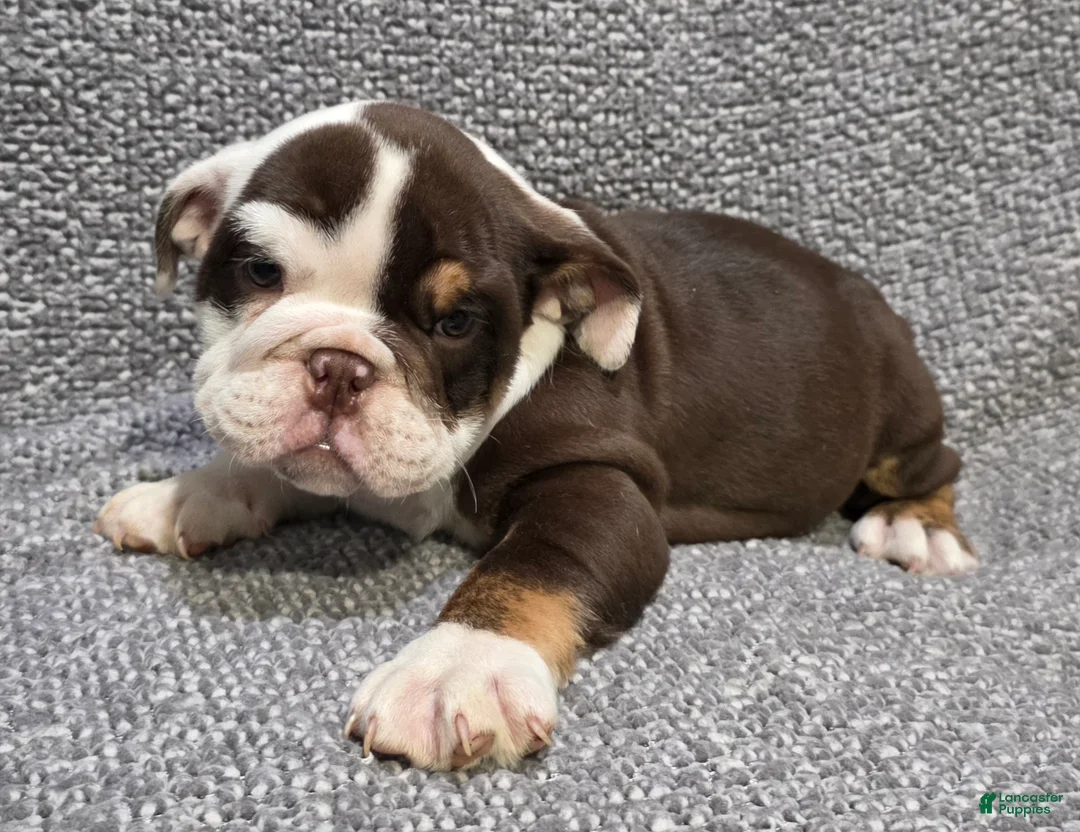 English Bulldog dogs for sale: Bell - Ad 2