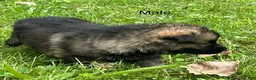German Shepherd dogs for sale: German Shepherd 1 - Ad 5