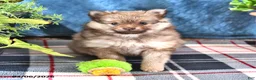 Pomeranian dogs for sale: Bingo - Ad 2