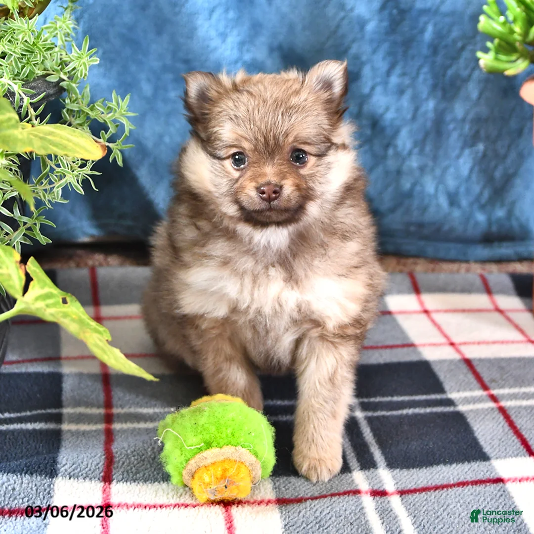 Pomeranian dogs for sale: Bingo - Ad 2