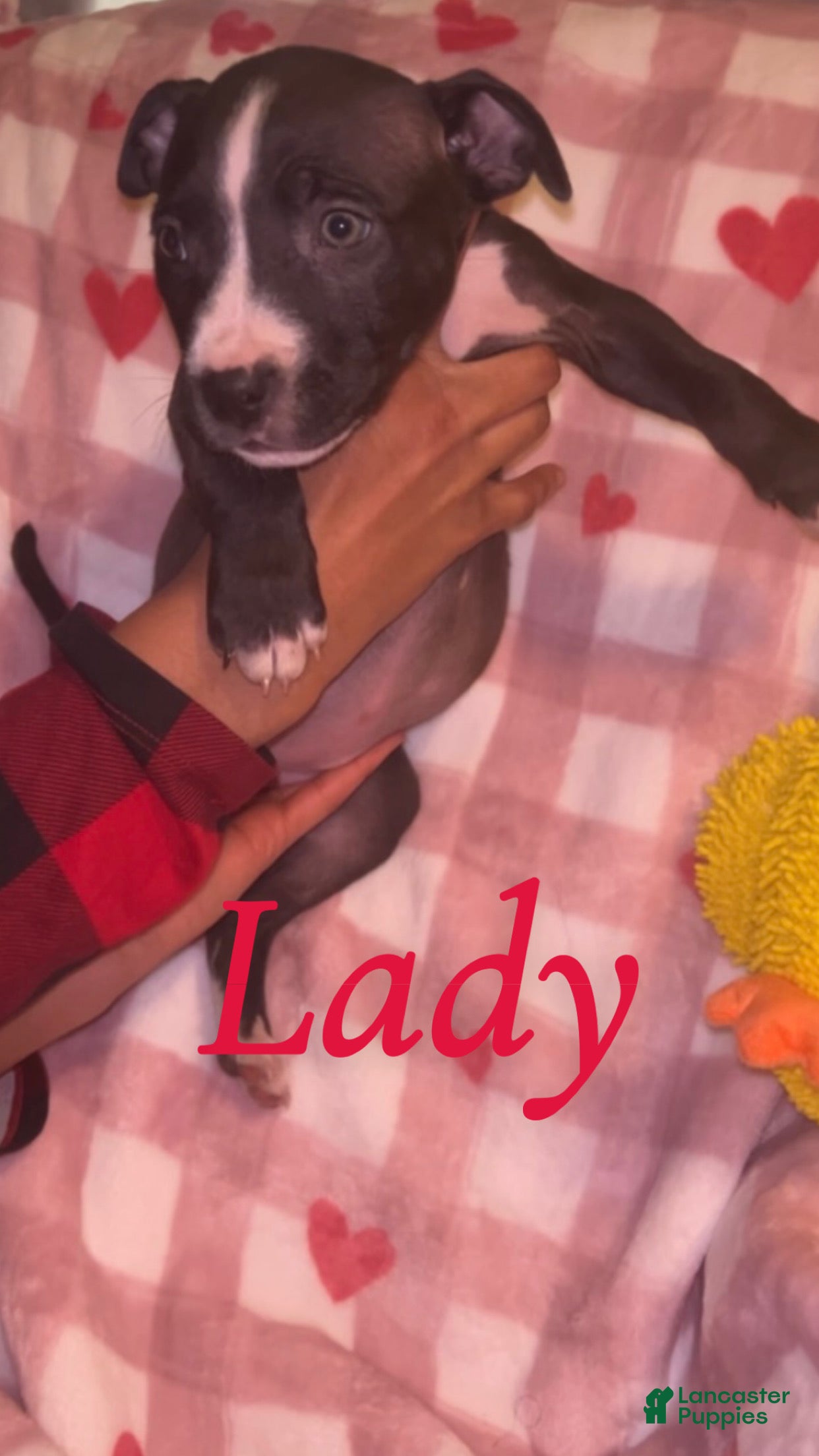 American Pit Bull Terrier dogs Lady  - Ad 2