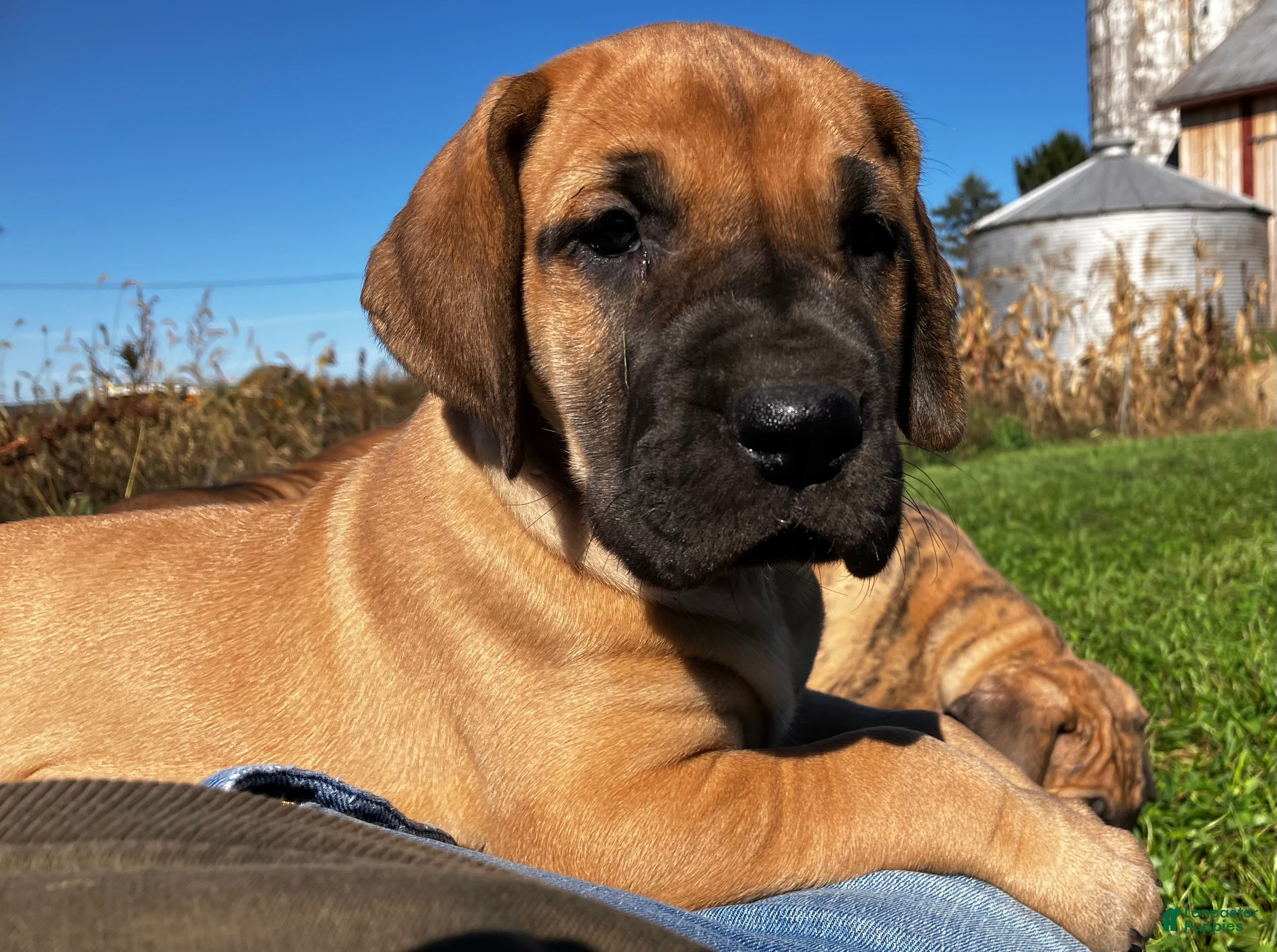 Great Dane dogs for sale: Mindy - Ad 2