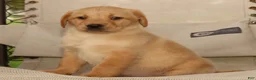Labrador Retriever dogs for sale: Kelly - Ad 6