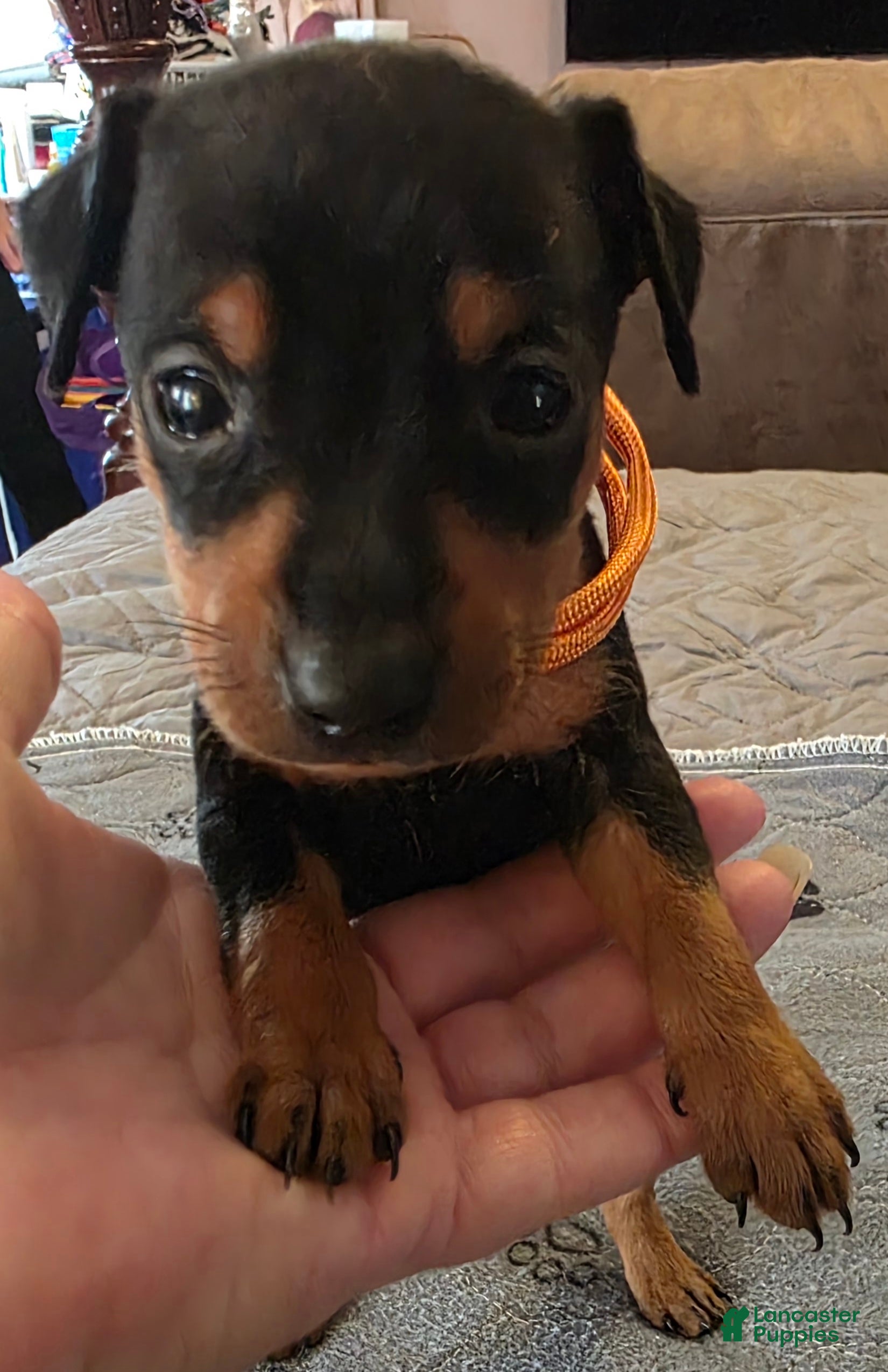 Miniature Pinscher dogs G-Orange  - Ad 1