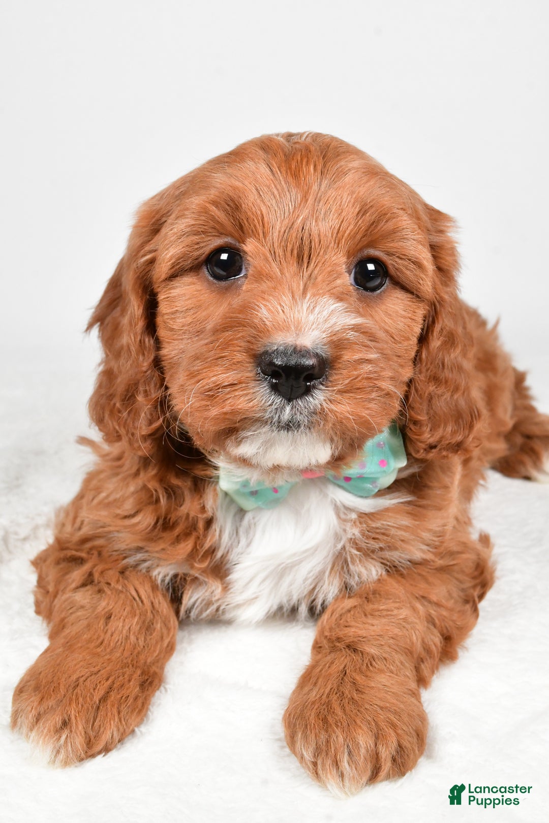 Cavapoo dogs for sale: Austin - Ad 2
