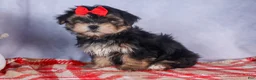 Morkie dogs for sale: Nash - Ad 18
