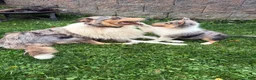 Collie dogs for sale: AKC Collie    "Samantha" - Ad 8