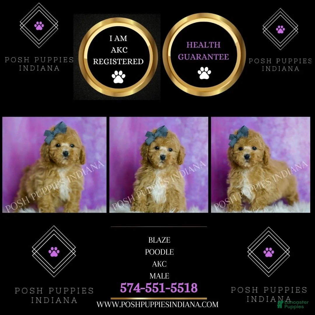 Toy Poodle dogs for sale: Toy Poodle litter of 6 puppies - Ad 2