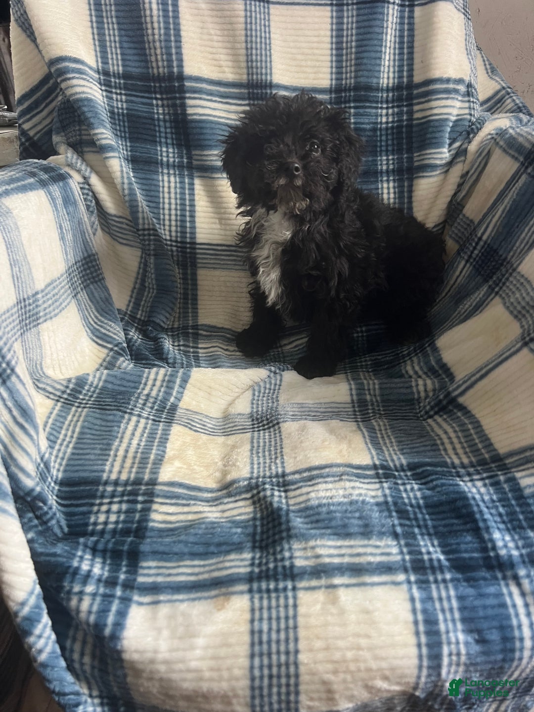 Toy Poodle dogs for sale:  Penny - Ad 2