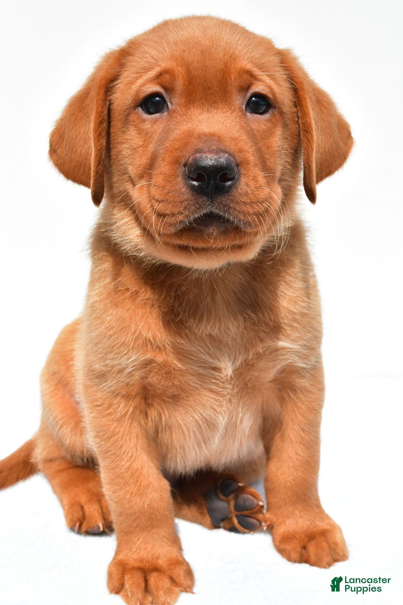 Labrador Retriever dogs Reno - Ad 1