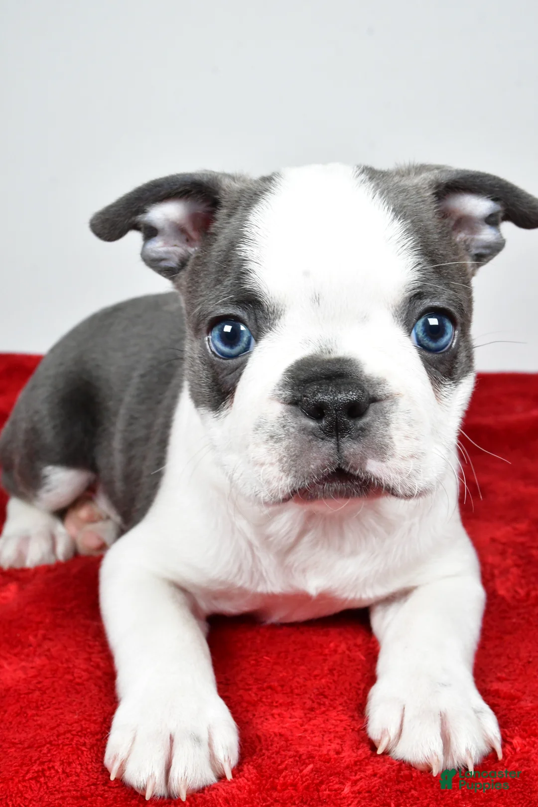 Boston Terrier dogs for sale: Shane  - Ad 1