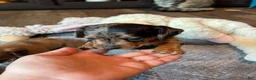 Dachshund dogs for sale: Dachshund 1 - Ad 7