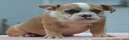 Mixed Breed dogs for sale: Willow mini bulldog hybrid  - Ad 8