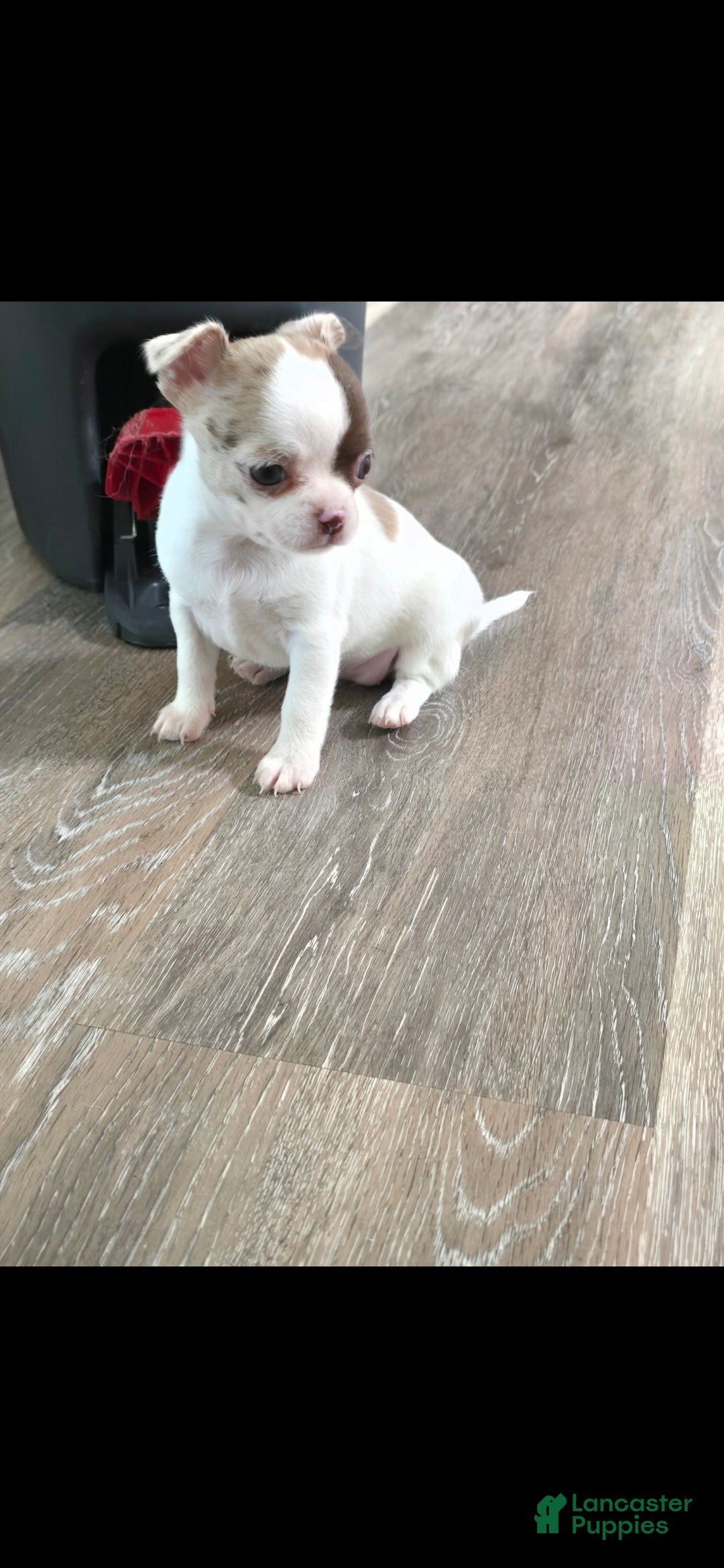 Chihuahua dogs Bianca - Ad 15