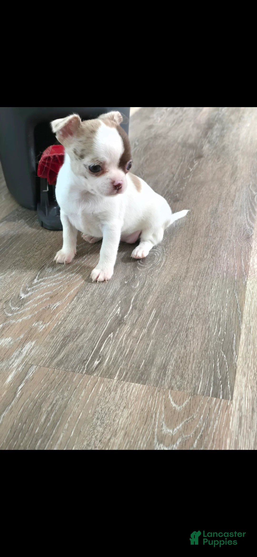 Chihuahua dogs for sale: Bianca - Ad 1