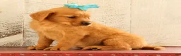Golden Retriever dogs for sale: Nova - Ad 5