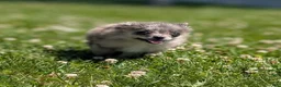 Pomeranian dogs for sale: Wingnut - Ad 6