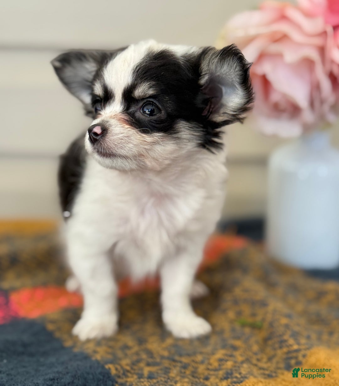 Chihuahua dogs for sale: Quest - Ad 2