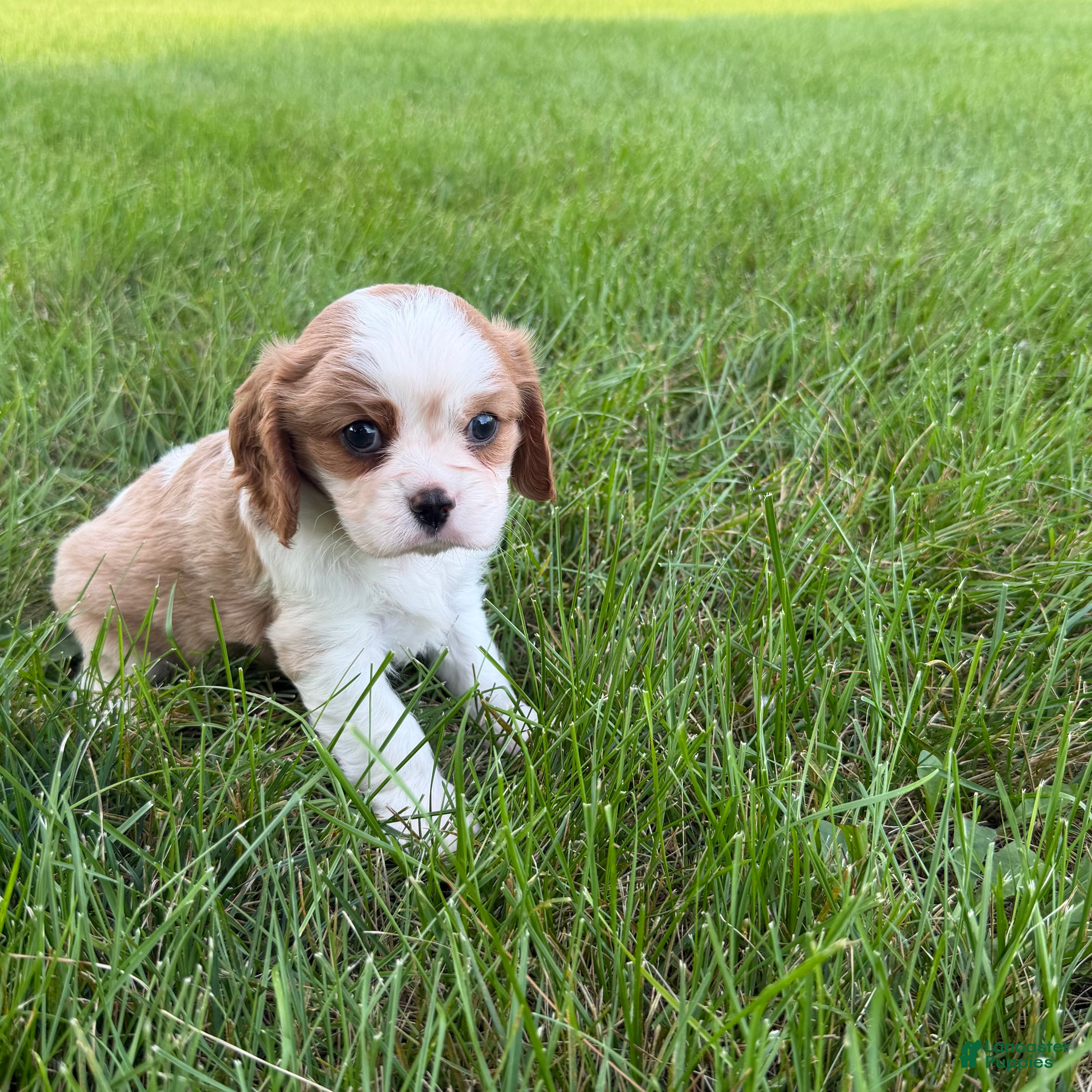 Cavalier King Charles Spaniel dogs Joshua Cavalier King Charles Spaniel  - Ad 1