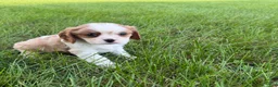 Cavalier King Charles Spaniel dogs for sale: Joshua Cavalier King Charles Spaniel  - Ad 19