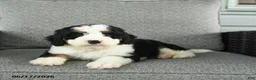 Bernedoodle dogs for sale: Sienna - Ad 5