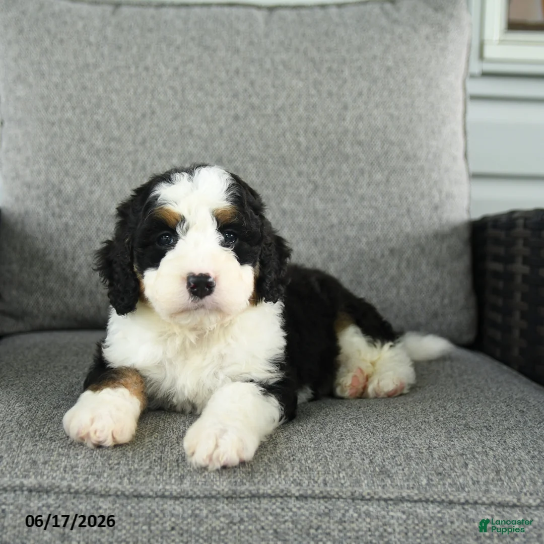 Bernedoodle dogs for sale: Sienna - Ad 5