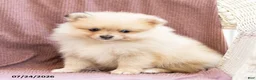 Pomeranian dogs for sale: Asher - Ad 4