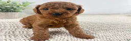 Toy Poodle dogs for sale: Yvonne - Ad 10