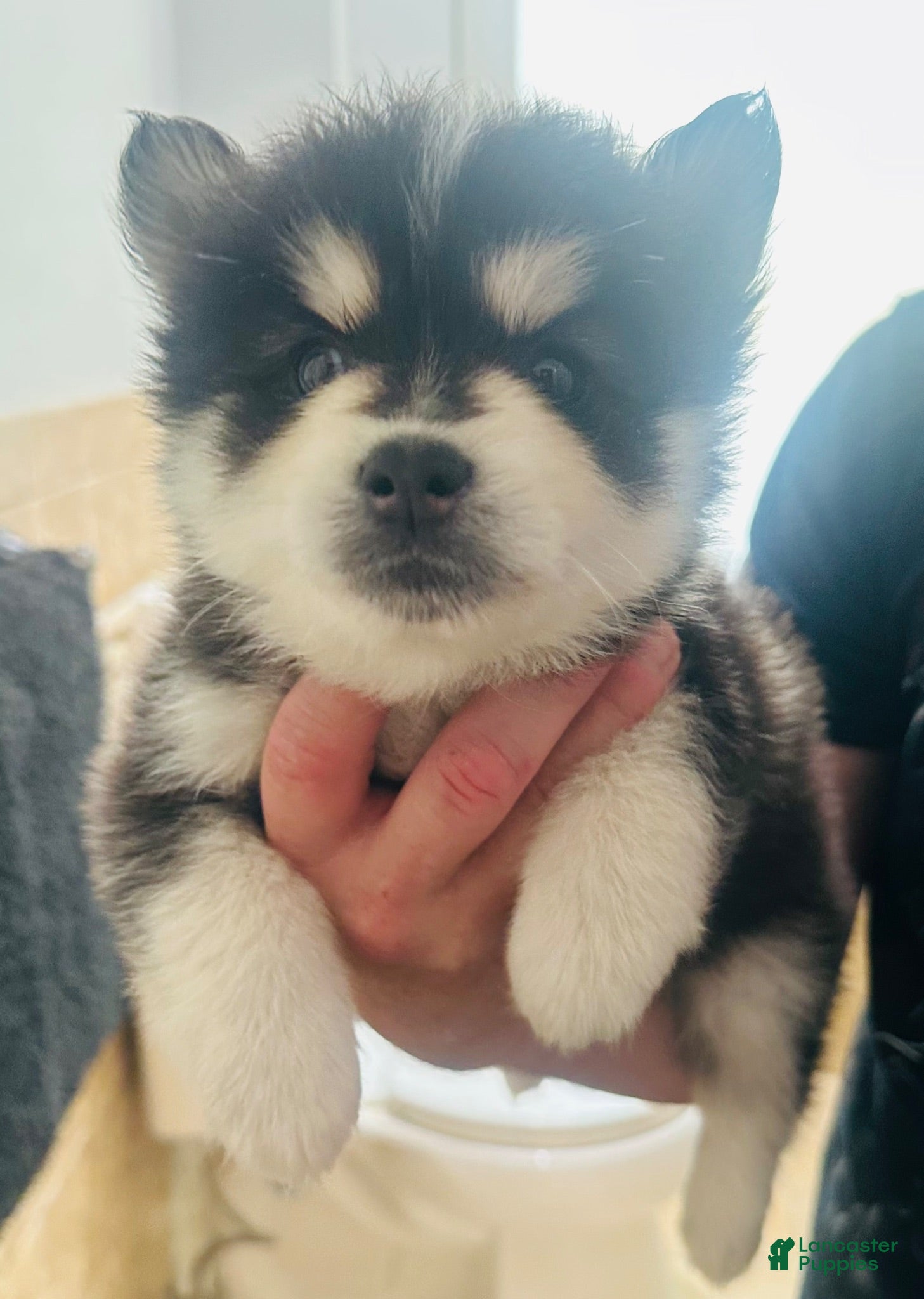Pomsky dogs for sale: Pomsky 2 - Ad 2