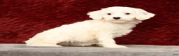 Cavapoo dogs for sale: Karla - Ad 5