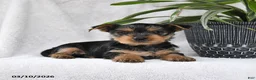 Yorkshire Terrier dogs for sale: Peaches - Ad 1