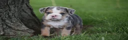 Beabull dogs for sale: Olive - Ad 6