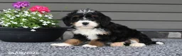 Mini Bernedoodle dogs for sale: Tiana - Ad 2