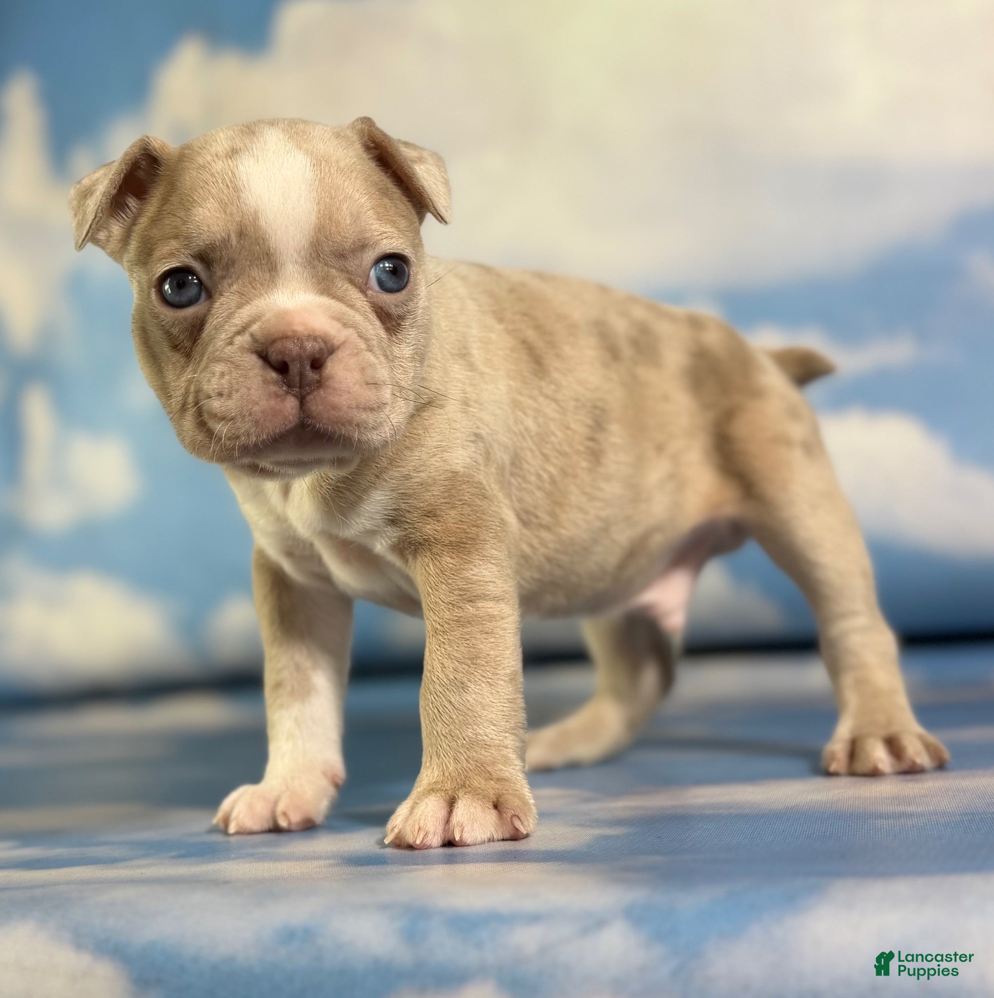Frenchton dogs Lennox  - Ad 1