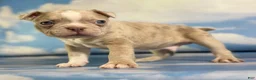 Frenchton dogs for sale: Lennox  - Ad 1