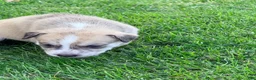 Mixed Breed dogs for sale: Pitsky female 8 - Ad 1