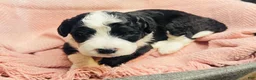 Mini Sheepadoodle dogs for sale: Geno - Ad 4