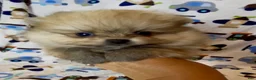 Pomeranian dogs for sale: Gelato - Ad 11