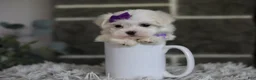 Maltipoo dogs for sale: Rue - Ad 4
