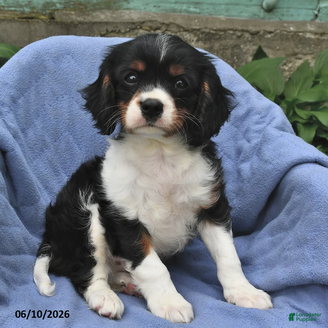Cavalier King Charles Spaniel dogs for sale: Arthur - Ad 1