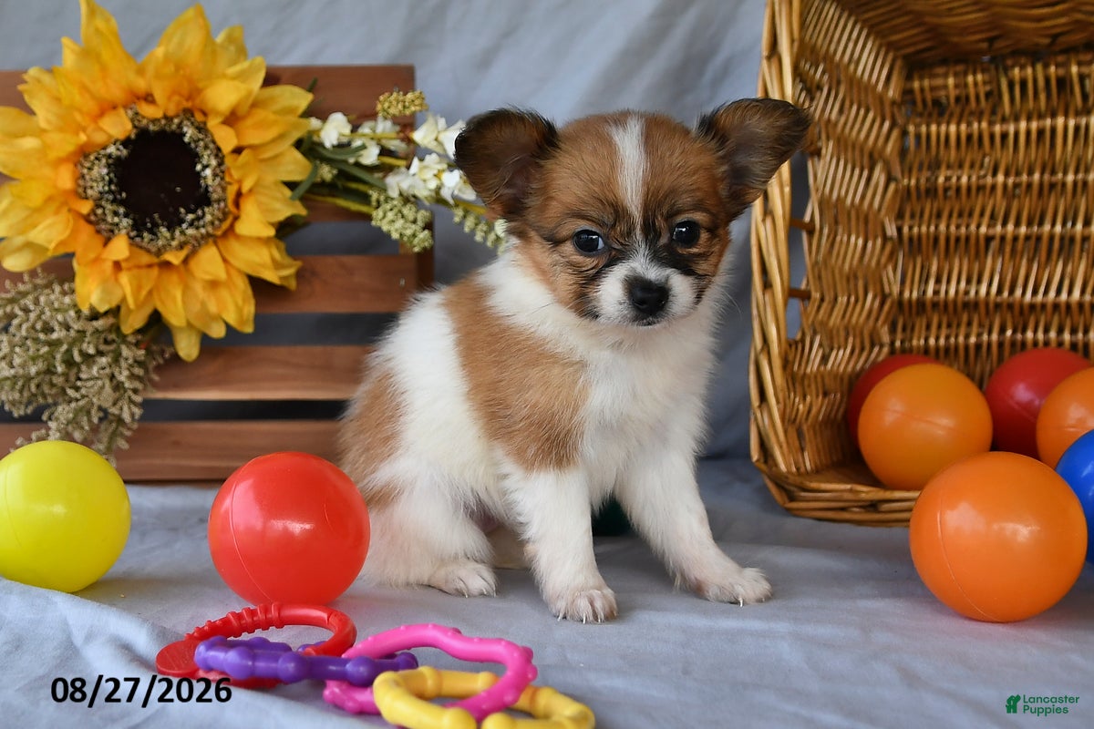 Papillon dogs Tabby - Ad 2