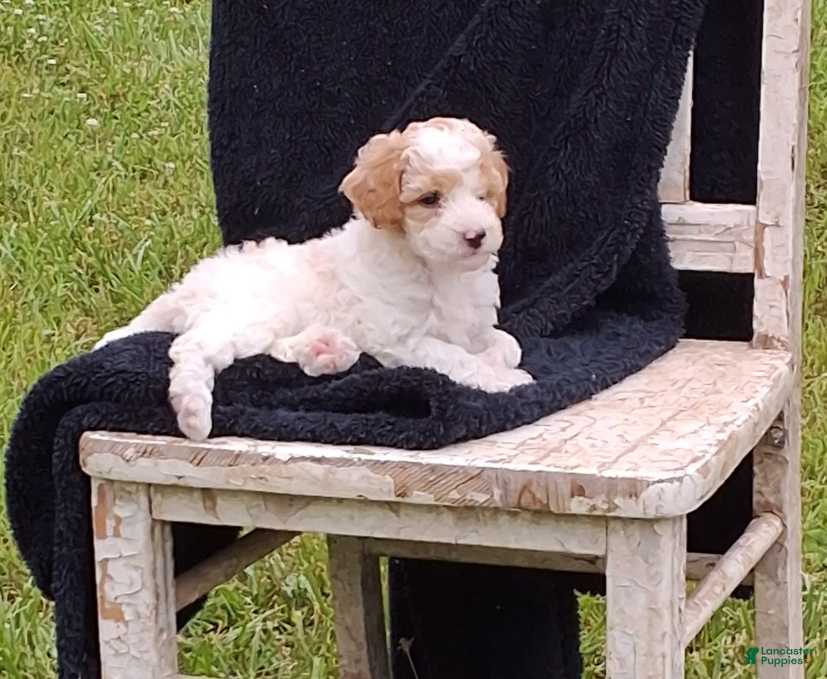Miniature Poodle dogs Riley  - Ad 2