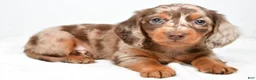 Miniature Dachshund dogs for sale: Murphy - Ad 1
