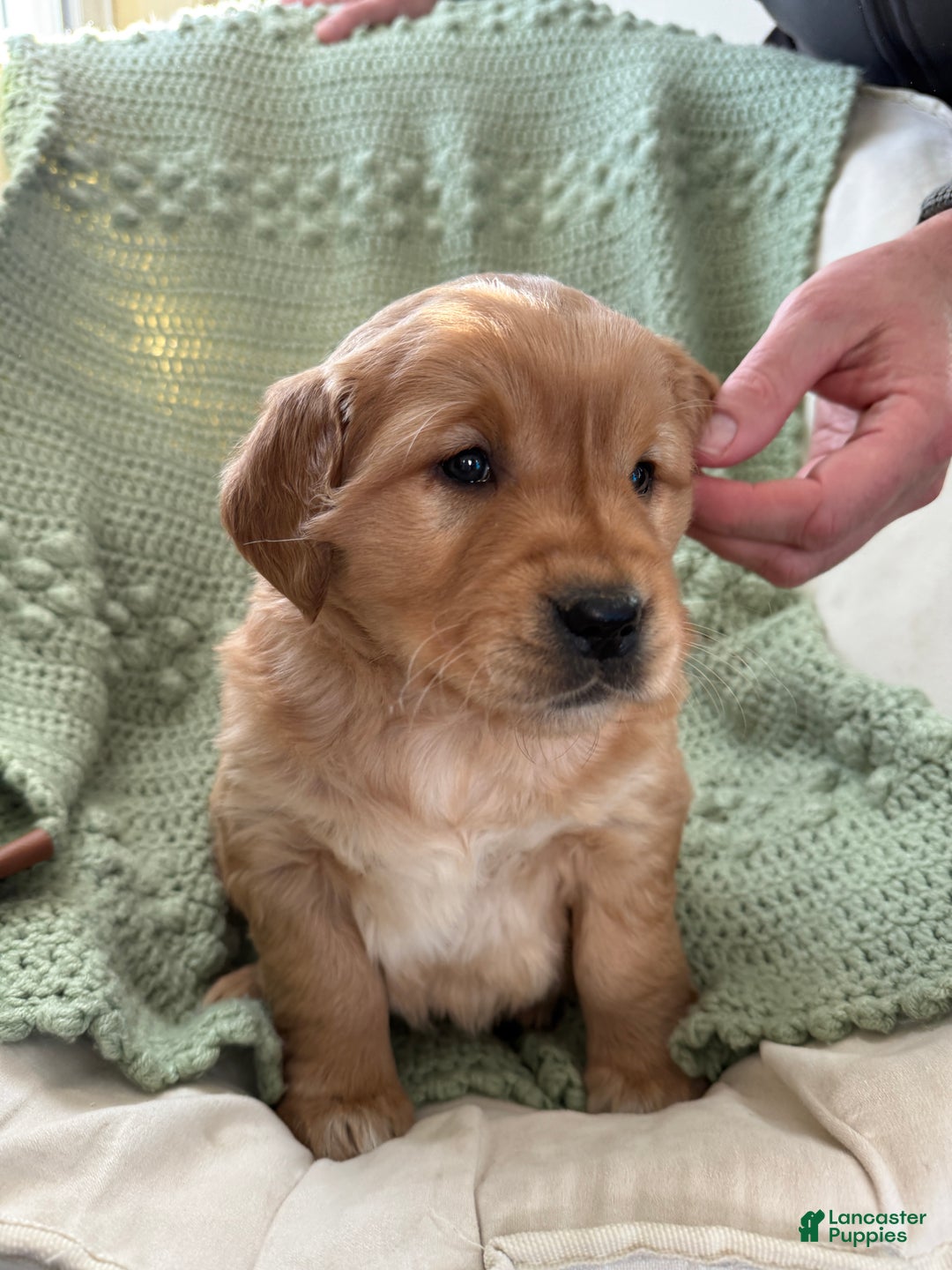 Golden Retriever dogs for sale: Samantha - Ad 6